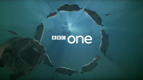 BBC One Hippos ident (21K)