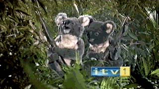 ITV1 I'm A Celebrity Get Me Out Of Here! (18K)